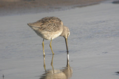 Long-billed-Dowitcher9