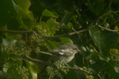 Masked-Shrike26