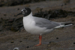 Newbiggin-Bonaparte_s-Gull5