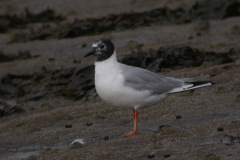 Newbiggin-Bonaparte_s-Gull6