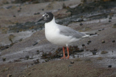Newbiggin-Bonaparte_s-Gull9