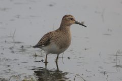 Pectoral-Sandpiper-Cresswell-8-scaled