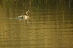 Pied-billed-Grebe-1