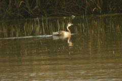 Pied-billed-Grebe-2-scaled