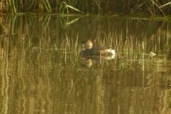 Pied-billed-Grebe-5-scaled