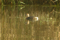 Pied-billed-Grebe-7