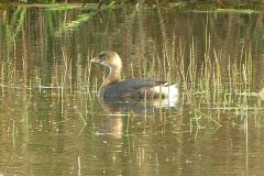 Pied-billed-Grebe-8-scaled