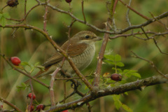 Red-backed-Shrike-Doremans-Pool-27