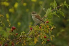 Red-backed-Shrike-Doremans-Pool-37-scaled