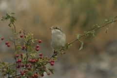 Red-backed-Shrike-Doremans-Pool-6-scaled