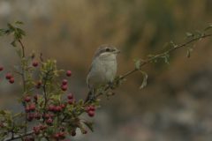 Red-backed-Shrike-Doremans-Pool-7-scaled