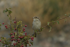 Red-backed-Shrike-Doremans-Pool-8