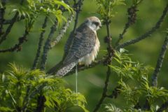 Red-footed-Falcon-16-scaled
