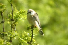 Red-footed-Falcon-38-scaled
