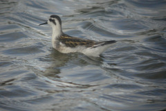 Red-necked-Phalarope10