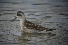 Red-necked-Phalarope22