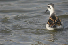 Red-necked-Phalarope6