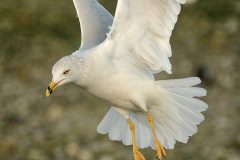 Ring-billed-Gull-Nimmo_s-7-scaled