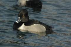 Ring-necked-Duck-Cowpen-Bewley-18