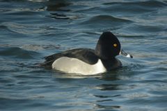 Ring-necked-Duck-Cowpen-Bewley-21-scaled