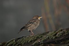 Rose-coloured-Starling-06022010-3-scaled