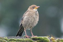 Rose-coloured-Starling-12