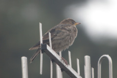 Rose-coloured-Starling-7