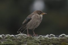Rose-coloured-Starling-scaled