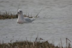 Ross_s-Gull-15-scaled