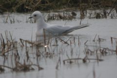 Ross_s-Gull-22-scaled