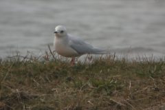 Ross_s-Gull-4-scaled