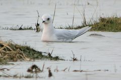 Ross_s-Gull-8-scaled