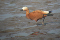 Ruddy-Shelduck14