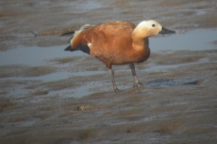 Ruddy-Shelduck9
