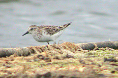 Semipalmated-Sandpiper4