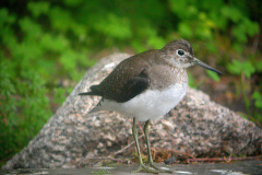 Solitary-Sandpiper11