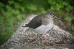 Solitary-Sandpiper111