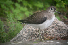 Solitary-Sandpiper14