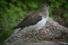 Solitary-Sandpiper16