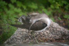 Solitary-Sandpiper17