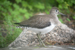 Solitary-Sandpiper18