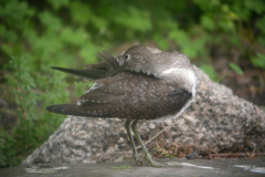 Solitary-Sandpiper20