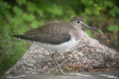 Solitary-Sandpiper21