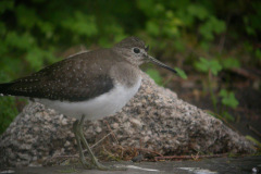 Solitary-Sandpiper24
