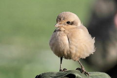 Steppe-Grey-Shrike20081123_2351