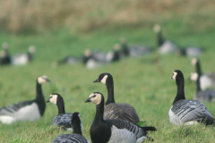 Taverner_s-Canada-Goose-Mersehead-4