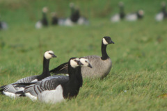 Taverner_s-Canada-Goose-Mersehead-7
