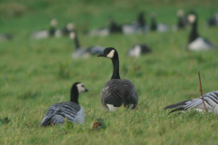 Taverner_s-Canada-Goose-Mersehead-9