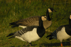 Taverner_s-Goose-Caerlaverock-Jan-2009-1
