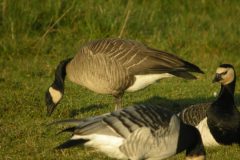 Taverner_s-Goose-Caerlaverock-Jan-2009-16-scaled